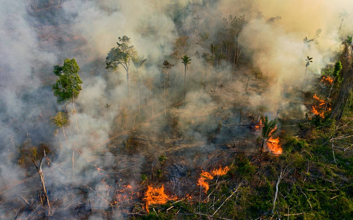 Este 2021 Se Prevén Graves Incendios En El Amazonas Científicos El Sol De México Noticias 